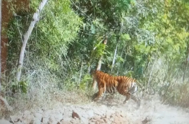ಎರಡು ಹುಲಿಗಳ ದಾಳಿ; ಟ್ರಾಕ್ಟರ್ ಚಾಲಕ, ದನಗಾಹಿ ಬಾಲಕ ಅದೃಷ್ಟವಶಾತ್ ಪಾರು! - News Karnataka