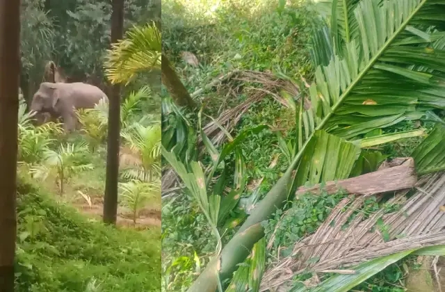 ಶಿಶಿಲ; ಮಕ್ಕಳನ್ನು ಬೆನ್ನಟ್ಟುತ್ತಿರುವ ಕಾಡಾನೆಗಳ ಹಿಂಡು, ತಕ್ಷಣವೇ ಸ್ಪಂದಿಸುವಂತೆ ಅರಣ್ಯ ಇಲಾಖೆಗೆ ಮನವಿ - News Karnataka
