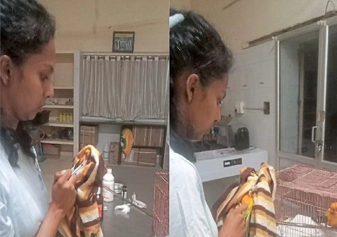 ಶಿವಮೊಗ್ಗದ ಮೃಗಾಲಯದಲ್ಲಿ ನೀರಾನೆ ದಾಳಿ: ಯುವ ವೈದ್ಯೆ ಮೃತ್ಯು! - News Karnataka