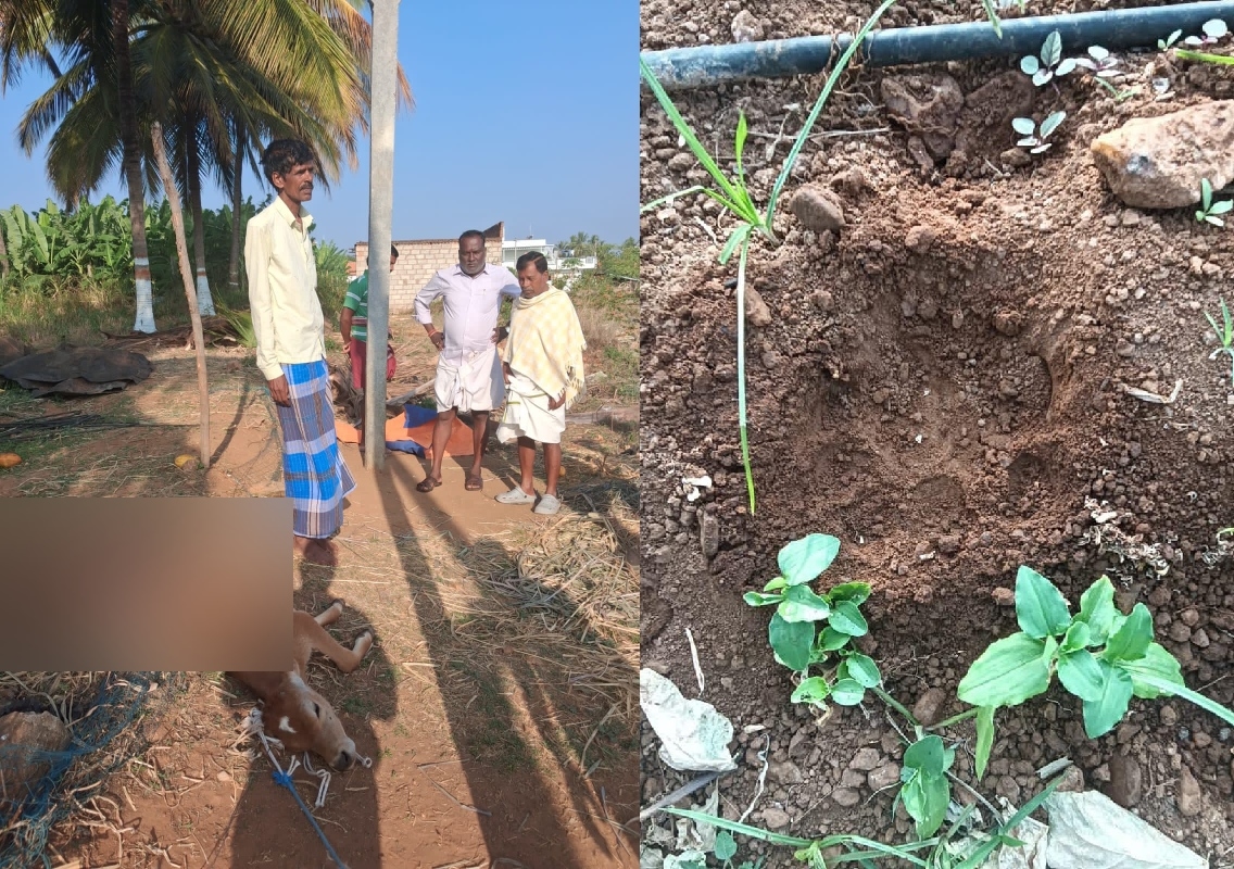 ಚಿರತೆ ದಾಳಿಗೆ ಕರು ಬಲಿ, ಗ್ರಾಮಸ್ಥರಲ್ಲಿ ಆತಂಕ! - News Karnataka
