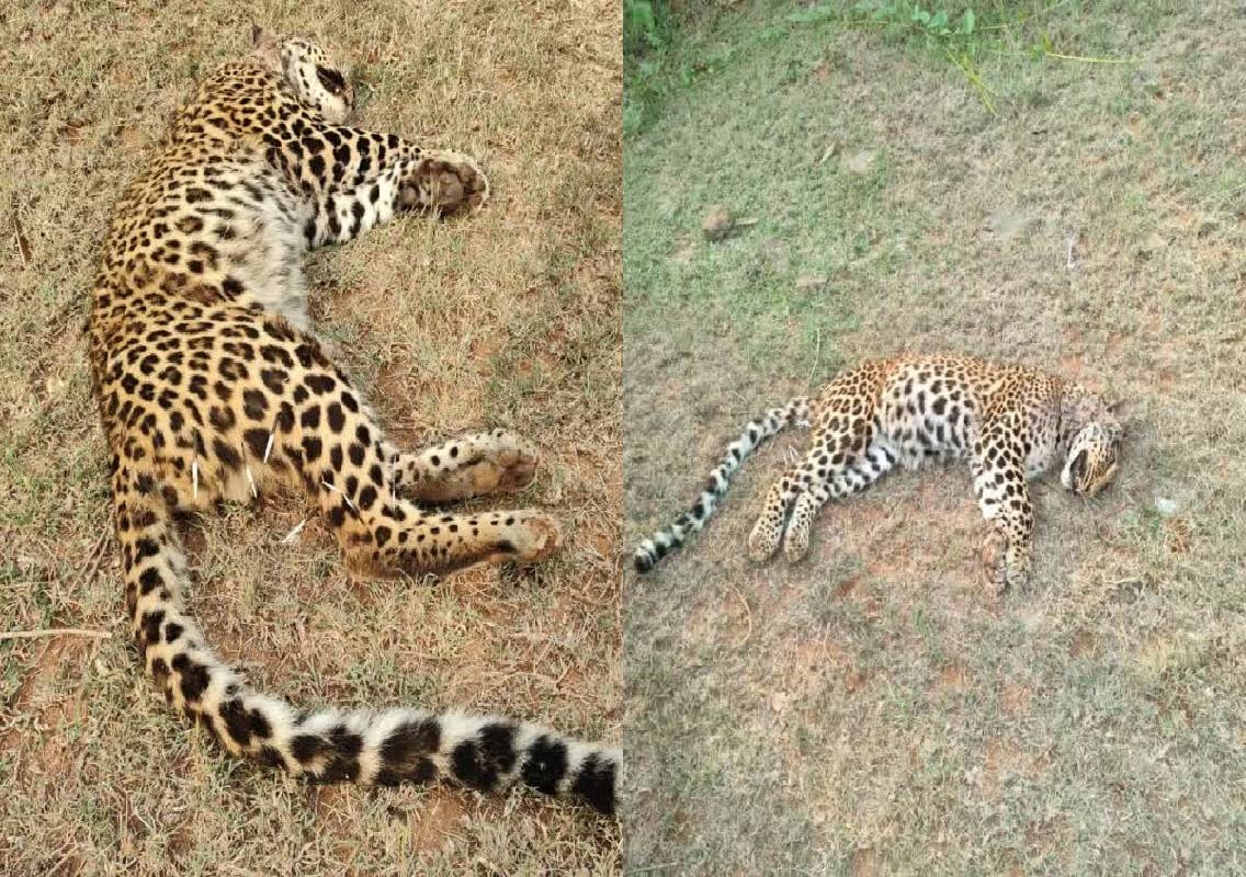 ಬೇಟೆಯಾಡಲು ಬಂದ ಚಿರತೆಯೇ ಮುಳ್ಳುಹಂದಿ ದಾಳಿಗೆ ಮೃತ್ಯು! - News Karnataka
