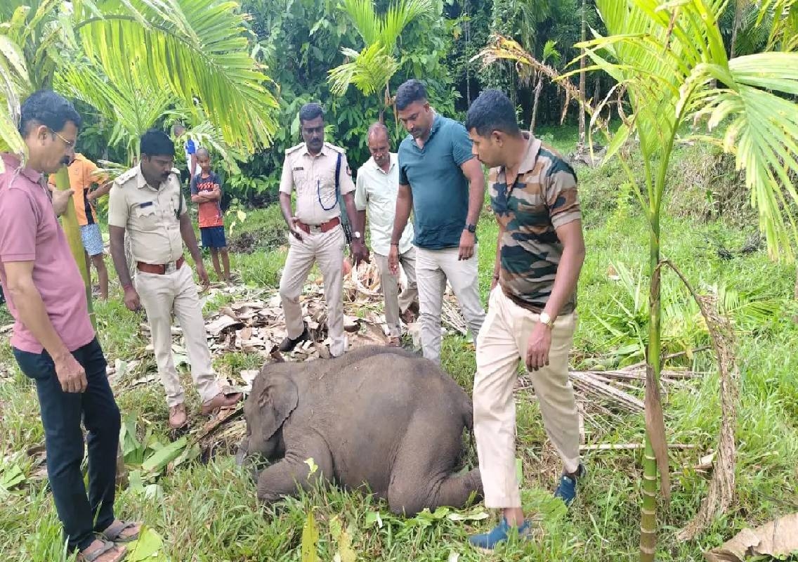 ಅರಂತೋಡಿನ ಕೃಷಿತೋಟದಲ್ಲಿ ಮರಿ ಆನೆ ಸಾವು; ಆನೆಯ ದಂತದ ಇರಿತಕ್ಕೆ ಬಲಿಯಾದ ಶಂಕೆ! - News Karnataka