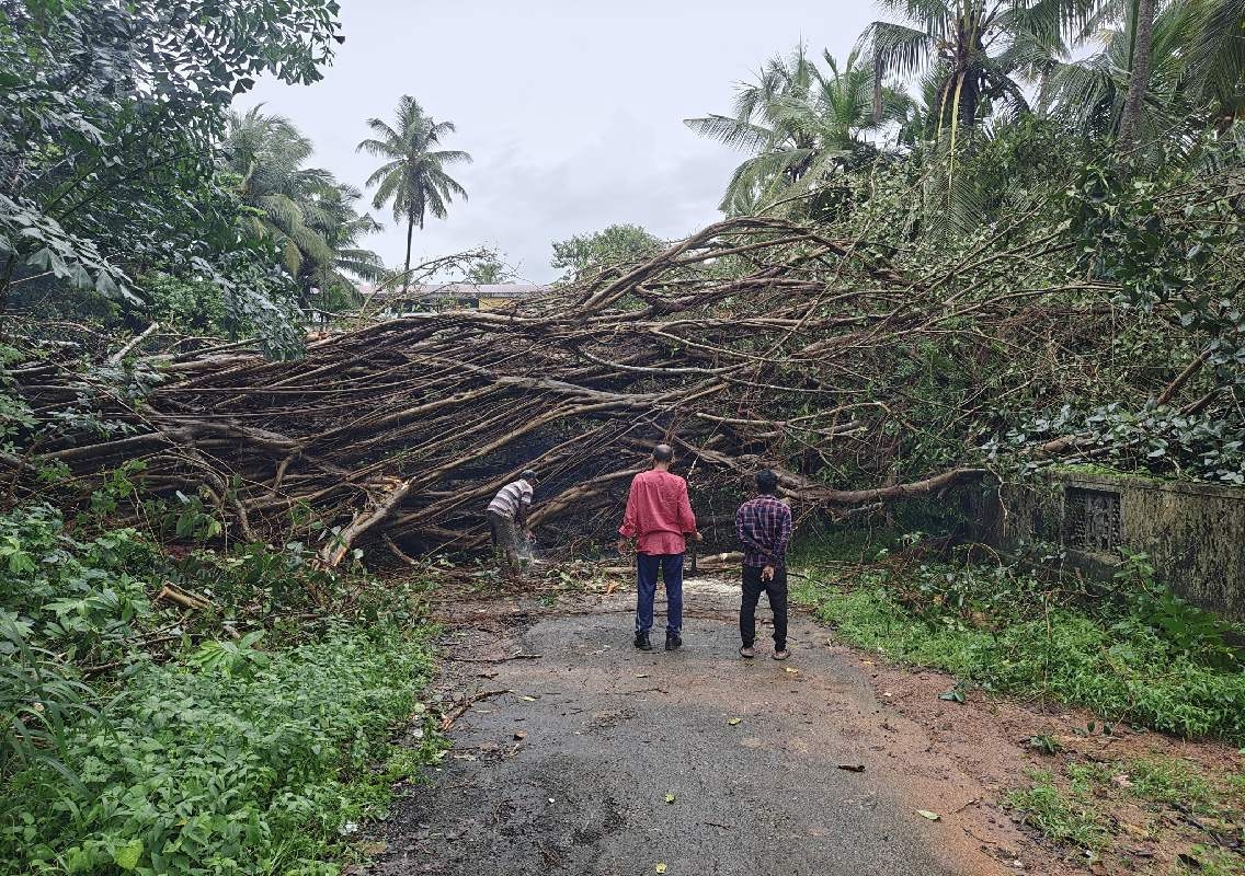 ಚಿಟ್ಪಾಡಿ: ಭಾರೀ ಗಾಳಿ–ಮಳೆಗೆ ಧರೆಗುರುಳಿದ ಬೃಹತ್ ಮರ! - News Karnataka