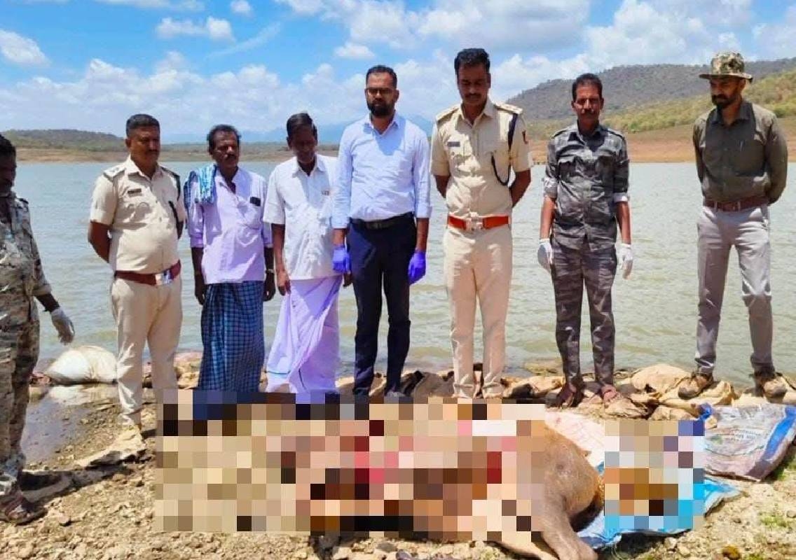 ಹನೂರು: ಮಲೆ ಮಹದೇಶ್ವರ ವನ್ಯಜೀವಿಧಾಮದ ಬಫರ್ ವಲಯದಲ್ಲಿ ಕಡವೆ ಬೇಟೆ — ಆರೋಪಿಗಳು ಪರಾರಿ - News Karnataka