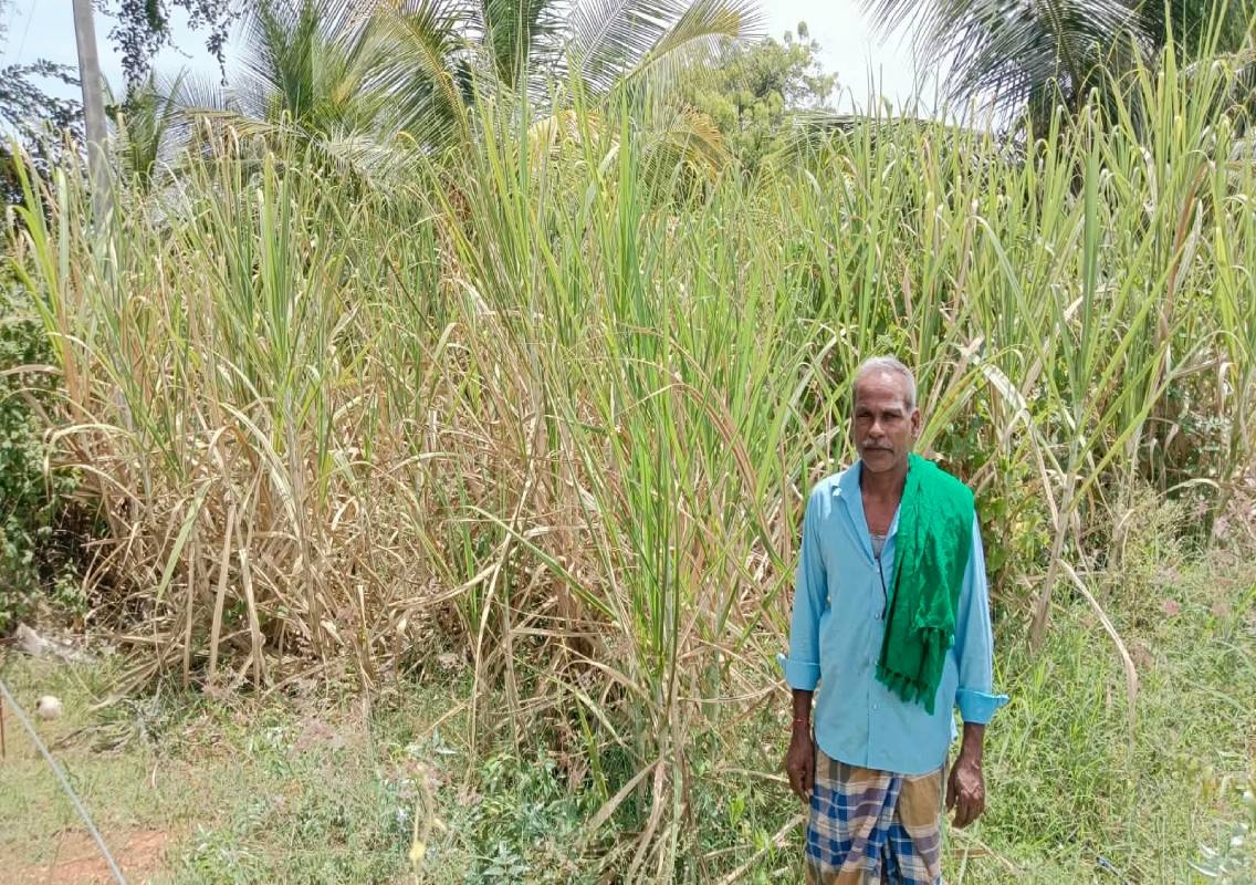 ಕೈಕೊಟ್ಟ ವಿದ್ಯುತ್, ಒಣಗುತ್ತಿರುವ ಕಬ್ಬು ಬೆಳೆ; ನೀರಿಗಾಗಿ ರೈತರ ಪರದಾಟ - News Karnataka