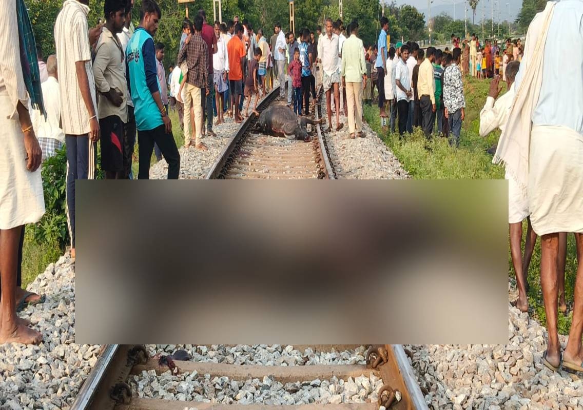 ವಿಜಯನಗರ: ರೈಲು ಡಿಕ್ಕಿಯಾಗಿ 8 ಎಮ್ಮೆಗಳು ಸ್ಥಳದಲ್ಲಿಯೇ ಸಾವು….! - News Karnataka