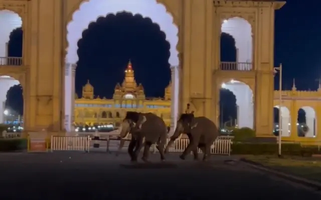 ದಸರಾ ಆನೆಗಳ ನಡುವೆ ಕಿತ್ತಾಟ : ಅರಮನೆ ಆವರಣದಿಂದ ರಸ್ತೆವರೆಗೂ ಬಂದ ಗಜಪಡೆ - News Karnataka
