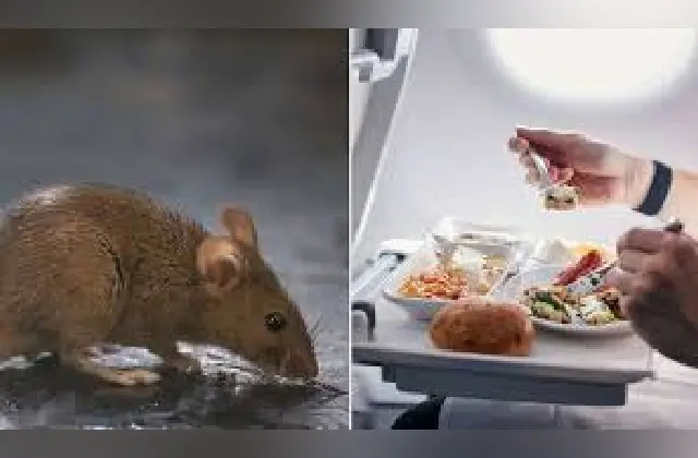 ಪ್ರಯಾಣಿಕರಿಗೆ ನೀಡಿದ ಊಟದ ಬಾಕ್ಸ್‌ನಲ್ಲಿ ಜೀವಂತ ಇಲಿ: ವಿಮಾನ ತುರ್ತು ಭೂಸ್ಪರ್ಶ - News Karnataka