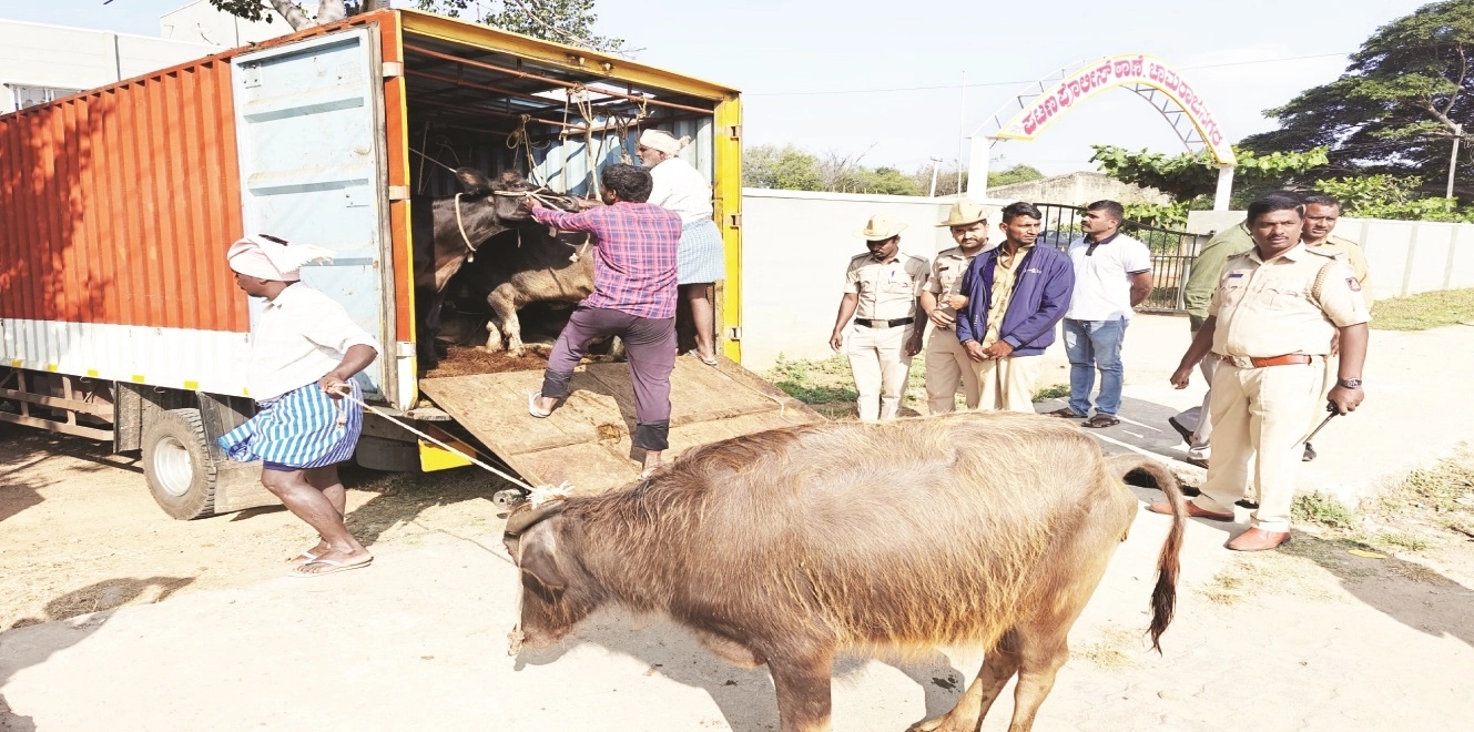 ಕಸಾಯಿಖಾನೆಗೆ ಸಾಗಿಸುತ್ತಿದ್ದ ಜಾನುವಾರುಗಳ ರಕ್ಷಣೆ - News Karnataka