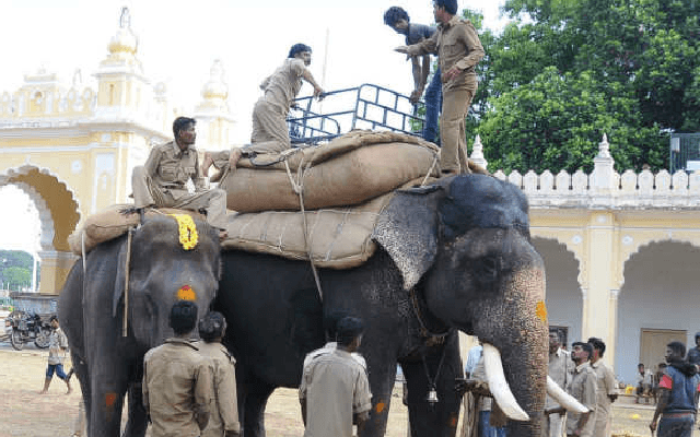 ವಿಶ್ವವಿಖ್ಯಾತ ಮೈಸೂರು ದಸರಾ; ಇಂದಿನಿಂದ ಗಜಪಡೆಗಳ ತಾಲೀಮು ಆರಂಭ - News Karnataka