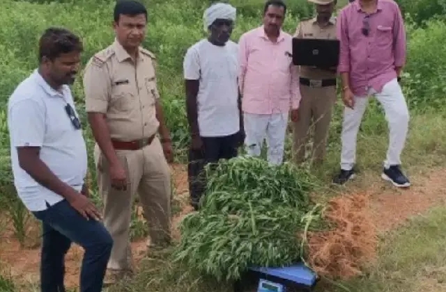 ರಾಗಿ ಜೊತೆಗೆ ಗಾಂಜಾ : 92 ಸಾವಿರ ರೂ. ಮೌಲ್ಯದ ಗಾಂಜಾ ಗಿಡ ವಶಕ್ಕೆ - News Karnataka