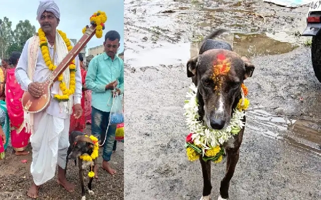195 ಕಿ.ಮೀ ಒಂಟಿಯಾಗಿ ನಡೆದು ಮಾಲೀಕನಲ್ಲಿಗೆ ಮರಳಿದ ನಾಯಿ ಮಹಾರಾಜ! - News Karnataka