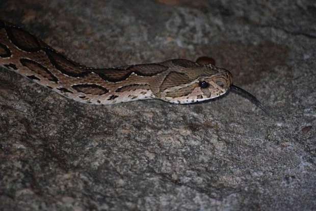 ಸೀಟಿನ ಕೆಳಗೆ ಅಡಗಿ ಸ್ಕೂಟರ್ ಸವಾರನನ್ನು ಕಚ್ಚಿದ ವಿಷಕಾರಿ ಹಾವು - News Karnataka