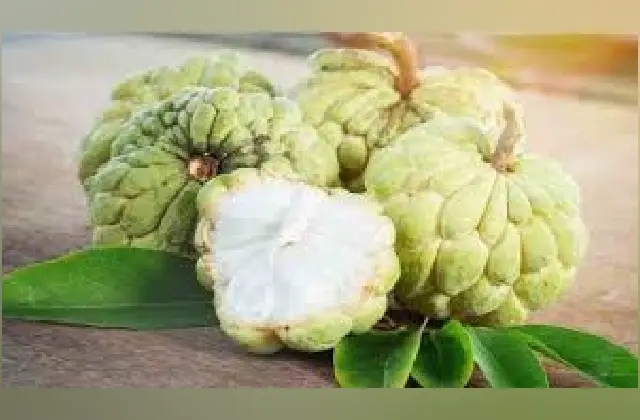 ಸೀತಾಫಲ ಹಣ್ಣನ್ನು ಪ್ರತಿದಿನ ಸೇವಿಸಿ, ನಿಮ್ಮ ಆರೋಗ್ಯವನ್ನು ಹೆಚ್ಚಿಸಿಕೊಳ್ಳಿ! - News Karnataka