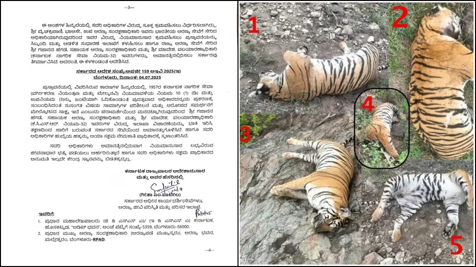 5 ಹುಲಿಗಳ ಸಾವು ಪ್ರಕರಣ: ಎಸಿಎಫ್, ಆರ್.ಎಫ್.ಓ ಅಮಾನತು, ಡಿಸಿಎಫ್ ಚಕ್ರಪಾಣಿ ಅಮಾನತಿಗೆ ಅರಣ್ಯ ಸಚಿವರ ಶಿಫಾರಸು - News Karnataka