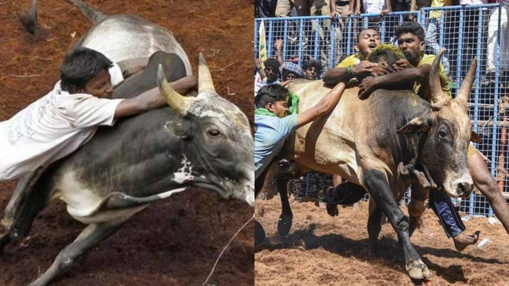 ಜಲ್ಲಿಕಟ್ಟು ಸ್ಪರ್ಧೆ: 7 ಜನ ಮೃತ್ಯು, ನೂರಾರು ಜನರಿಗೆ ಗಾಯ - News Karnataka
