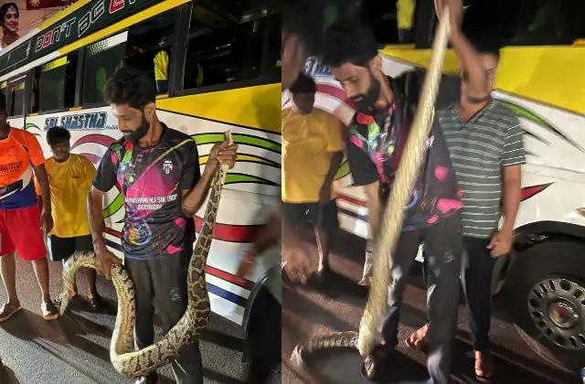 ಮದುವೆ ಬಸ್‌ ನೊಳಗೆ ನುಗ್ಗಿದ ಬೃಹತ್ ಗಾತ್ರದ ಹಾವು! - News Karnataka