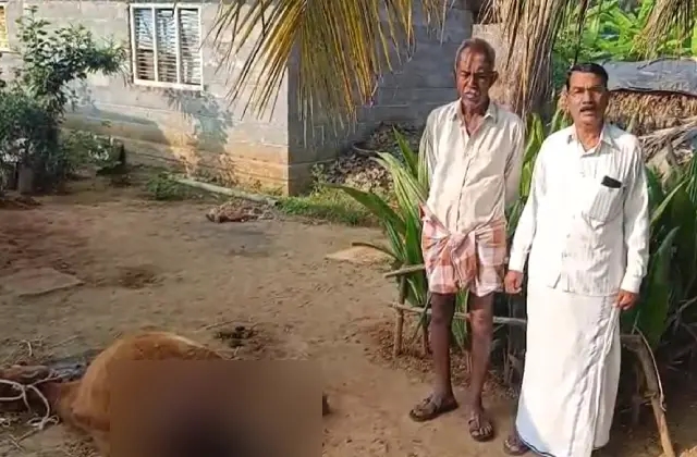 ಚಾಮರಾಜನಗರ: ಕೊಟ್ಟಿಗೆಗೆ ನುಗ್ಗಿ ಚಿರತೆ ದಾಳಿ, ಹಸು ಸಾವು! - News Karnataka