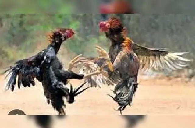 ಕೋಳಿ ಅಂಕಕ್ಕೆ ದಾಳಿ- ಎಂಟು ಮಂದಿ ಪೊಲೀಸರ ವಶಕ್ಕೆ - News Karnataka