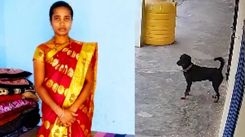 ಮಹಿಳೆಯನ್ನು ಕಚ್ಚಿ ಕೊಂದ ರಾಟ್ ವೀಲರ್ - News Karnataka