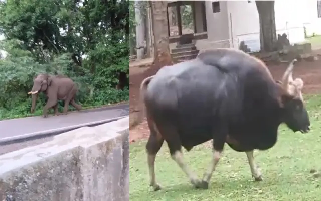 ಬಿಆರ್ ಟಿ ಮುಖ್ಯ ರಸ್ತೆಗೆ ಆನೆ ಮತ್ತೇ ಎಂಟ್ರಿ : ಜನರಲ್ಲಿ ಆತಂಕ - News Karnataka