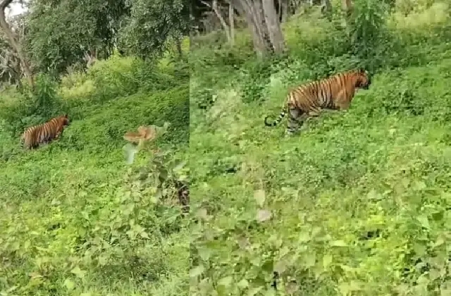 ರಸ್ತೆ ಬದಿಯಲ್ಲೇ ಸಿಕ್ಕ ಹುಲಿರಾಯ : ಪ್ರವಾಸಿಗರು ಫುಲ್ ಪಿಧಾ - News Karnataka