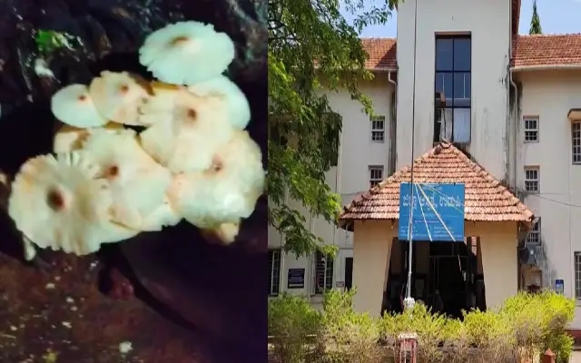 ಹಸಿ ಅಣಬೆ ತಿಂದು ಮೂವರು ಅಸ್ವಸ್ಥ : ಆಸ್ಪತ್ರೆಗೆ ದಾಖಲಿಸಿ ಪ್ರಾಣ ಉಳಿಸಿದ ಈಶ್ವರ್ ಮಲ್ಪೆ ತಂಡ - News Karnataka