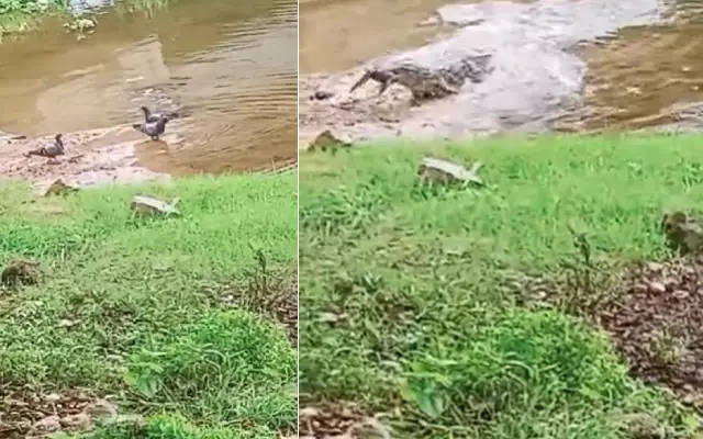ಅಪರೂಪದ ಘಟನೆ : ನೀರು ಕುಡಿಯಲು ಹೋದ ಪಾರಿವಾಳವನ್ನೇ ಬೇಟೆಯಾಡಿದ ಮೊಸಳೆ - News Karnataka