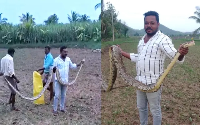 ದೇವಸ್ಥಾನದ ಬಳಿ ಬಾರಿ ಗಾತ್ರದ ಹೆಬ್ಬಾವು ರಕ್ಷಣೆ ಮಾಡಿದ ಸ್ನೇಕ್ ಪ್ರಸಾದ್ - News Karnataka