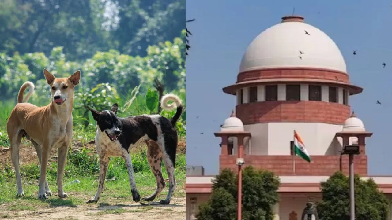 ಬೀದಿನಾಯಿಗಳನ್ನು ಆಶ್ರಯತಾಣಗಳಿಗೆ ಸ್ಥಳಾಂತರಿಸಲು ಸುಪ್ರೀಂ ಸೂಚನೆ - News Karnataka