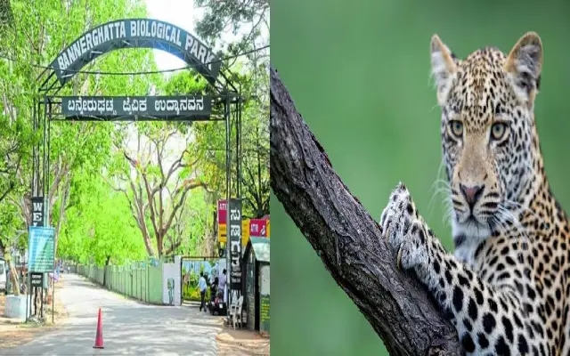 ಬನ್ನೇರುಘಟ್ಟಕ್ಕೆ ಹೋಗುವವರಿಗೆ ಗುಡ್​ನ್ಯೂಸ್ : ಶೀಘ್ರದಲ್ಲಿ ಚಿರತೆ ಸಫಾರಿ ಆರಂಭ - News Karnataka