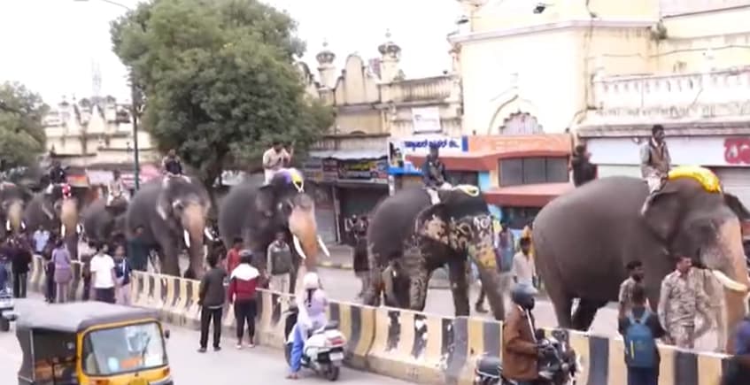 ದಸರಾ 2025; ಗಜಪಡೆಗೆ ತಾಲೀಮು, ಕಣ್ತುಂಬಿಕೊಂಡ ಸಾರ್ವಜನಿಕರು!