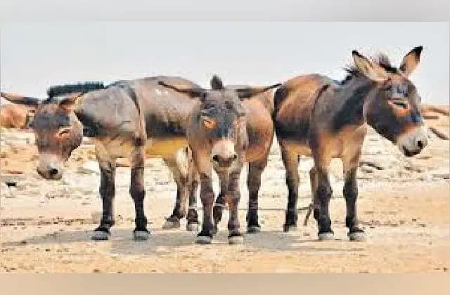 ಆರ್ಥಿಕ ಬಿಕ್ಕಟ್ಟು: ದುಡ್ಡಿಗಾಗಿ ಕತ್ತೆಗಳ ಮಾರಾಟಕ್ಕೆ ಮುಂದಾದ ಪಾಕಿಸ್ತಾನ