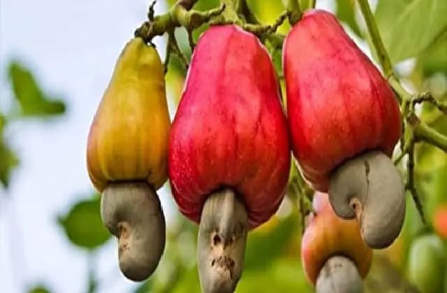 ಕರಾವಳಿಯಲ್ಲಿ ಗೇರುಬೀಜ ಬೆಳೆ ಕುಸಿತ!