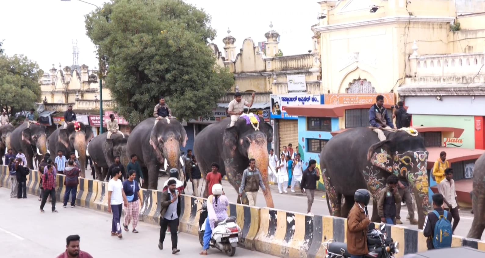 ವಿಶ್ವ ವಿಖ್ಯಾತ ನಾಡಹಬ್ಬ ದಸರಾ 2025; ತಾಲೀಮು ಆರಂಭಿಸಿದ ಗಜಪಡೆ