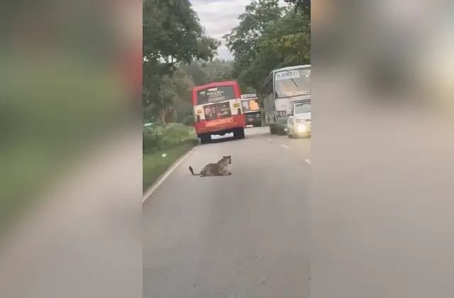 ಗುಂಡ್ಲುಪೇಟೆ : ರಸ್ತೆಗೆ ಅಡ್ಡಲಾಗಿ ಮಲಗಿದ ಚಿರತೆ!