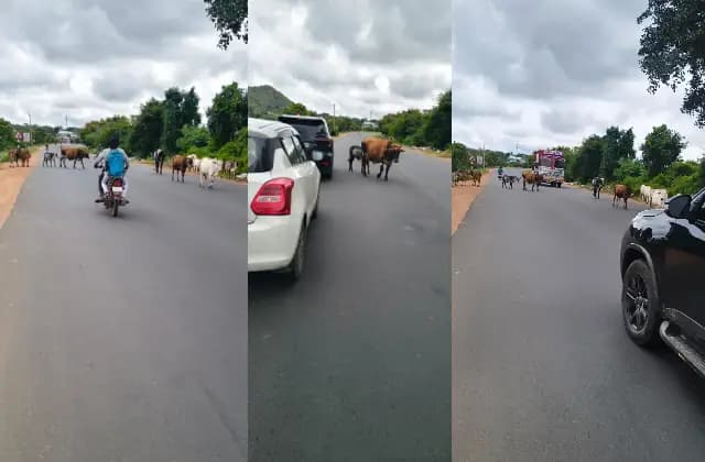 ಬೀಡಾಡಿ ದನಗಳ ಹಾವಳಿಗೆ ಕಡಿವಾಣ ಹಾಕಿ : ಕರವೇ ರಾಜೇಂದ್ರ