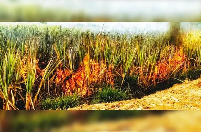 ಶಾರ್ಟ್ ಸರ್ಕ್ಯೂಟ್‌;  20 ಎಕರೆ ಕಬ್ಬು ಬೆಂಕಿಗಾಹುತಿ
