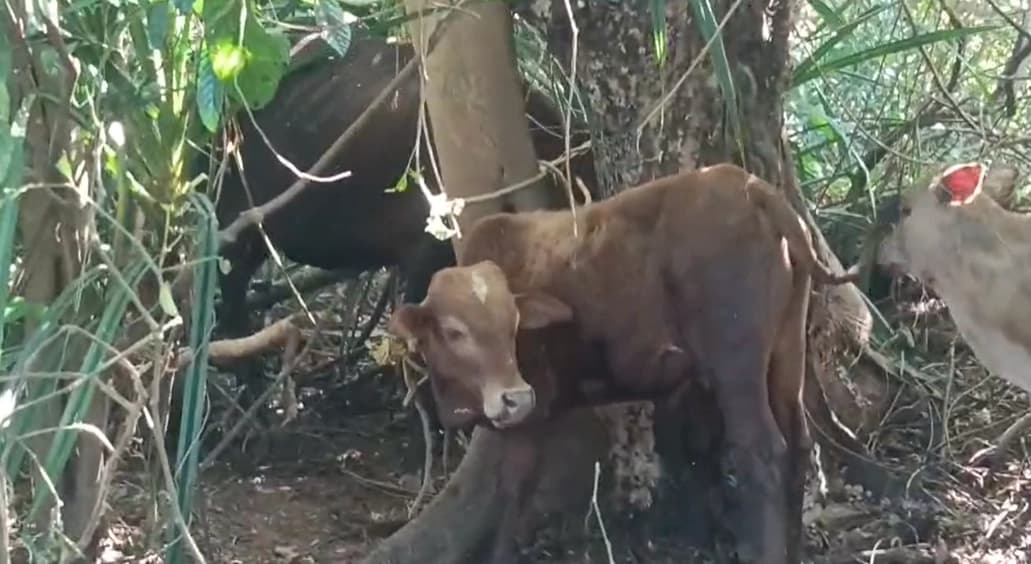 ಮಂಗಳೂರು : ಕಪಿಲ ಗೋ ಶಾಲೆಯಲ್ಲಿ ಮೇಯಲು ಬಿಟ್ಟ ದನ ಕಳ್ಳತನ!