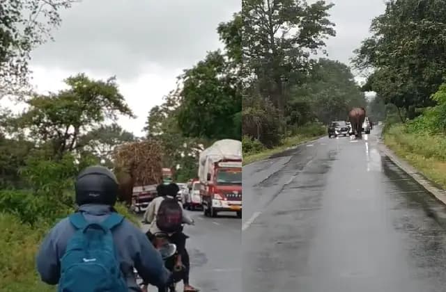 ಹಾಸನೂರು ರಸ್ತೆಯಲ್ಲಿ ಒಂಟಿಯಾನೆ ರಂಪಾಟ ಕಂಡು ಬೆಚ್ಚಿದ ವಾಹನ ಸವಾರರು