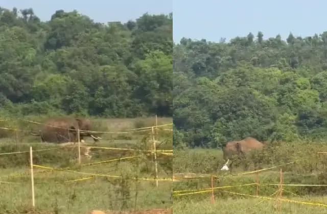 ಯುವಕನ ಮೇಲೆ ಕಾಡಾನೆ ದಾಳಿಗೆ ಯತ್ನ: ಕೂದಲೆಳೆ ಅಂತರದಲ್ಲಿ ಪ್ರಾಣಾಪಾಯದಿಂದ ಪಾರು