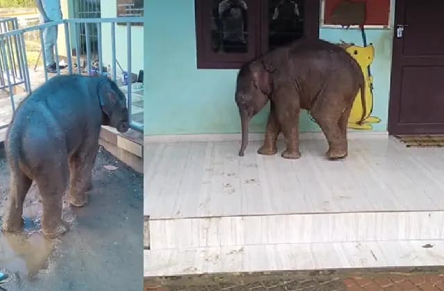 ಶಾಲೆಗೆ ಬಂದ ಮರಿಯಾನೆ : ಪುಟ್ಟ ಆನೆ ಕಂಡು ಕುಣಿದು ಕುಪ್ಪಳಿಸಿದ ಮಕ್ಕಳು