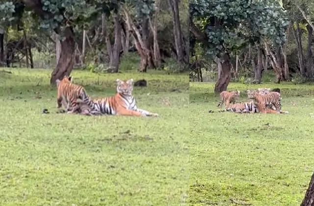 ದಮ್ಮನಕಟ್ಟೆಯಲ್ಲಿ ಮಕ್ಕಳ ಜೊತೆ ಆಟ ಆಡಿದ ತಾಯಿ ಹುಲಿ