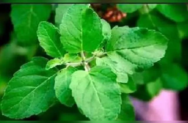 ತುಳಸಿ ಎಲೆ ಸೇವನೆಯಿಂದ ಆರೋಗ್ಯಕ್ಕೆ ಏನೆಲ್ಲಾ ಲಾಭಗಳಿವೆ ಗೊತ್ತಾ?