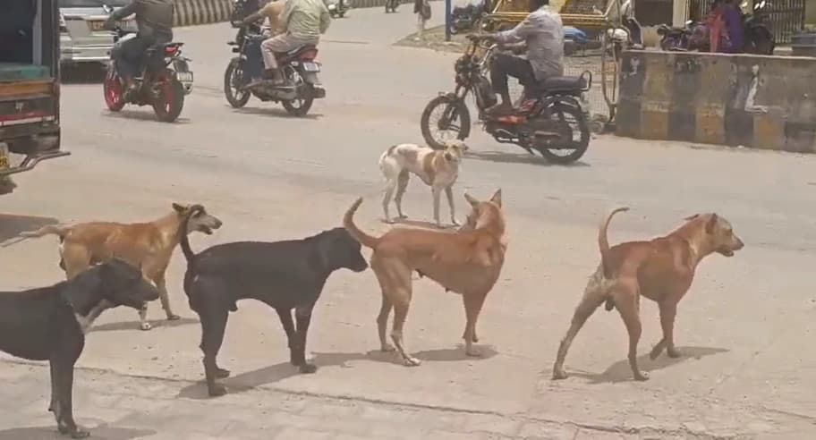 ಬಾಲಕನ ಮೇಲೆರಗಿದ ಬೀದಿನಾಯಿಗಳು