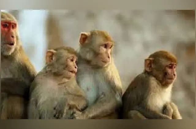 ದಾಹ ತೀರಿಸಿಕೊಳ್ಳಲು ಹೋದ 32 ಕೋತಿಗಳು ಬಾವಿಗೆ ಮುಳುಗಿ ಮೃತ್ಯು