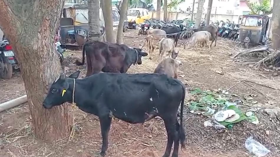 ಸಿನಮೀಯ ಶೈಲಿಯಲ್ಲಿ ಬೊಲೆರೋ ಚೇಸ್ ಮಾಡಿದ ಪೊಲೀಸರು; ಪಲ್ಟಿ ಹೊಡೆದ ವಾಹನ, 20 ಕರುಗಳ ರಕ್ಷಣೆ!