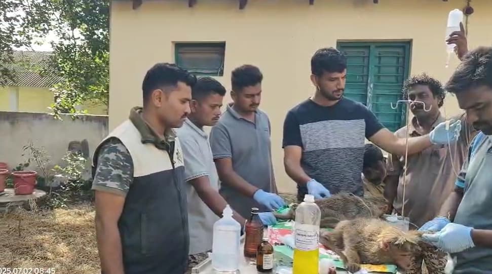 ಕೋತಿಗಳ ಮಾರಣ ಹೋಮ ಖಂಡಿಸಿದ ಗಡಿನಾಡು ರಕ್ಷಣಾ ಸೇನೆ
