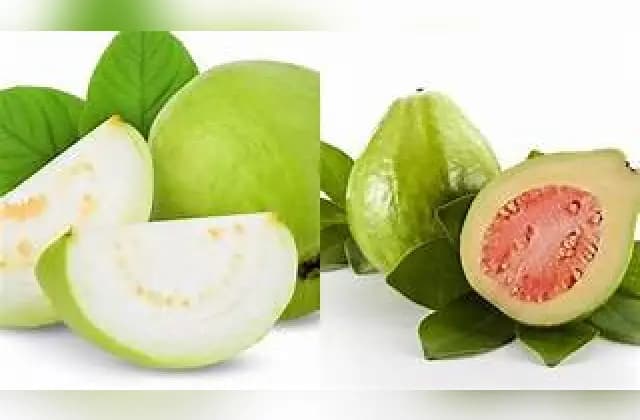ಪೇರಳೆ ಹಣ್ಣು ತಿನ್ನುವುದರಿಂದ ಆರೋಗ್ಯ ಪ್ರಯೋಜನಗಳು