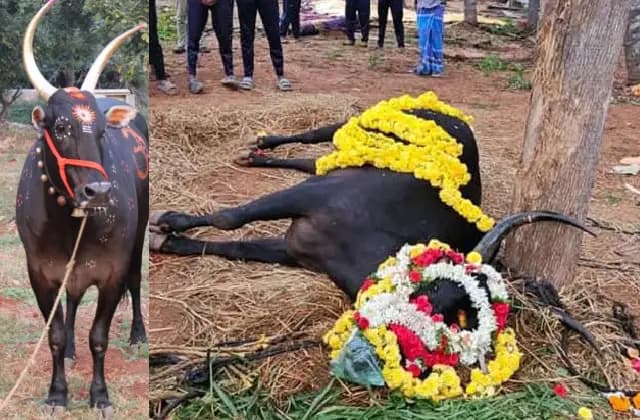 ಹುಚ್ಚುನಾಯಿ ಕಡಿದು ದೇವಾಲಯದ ಬಸವ ಸಾವು!